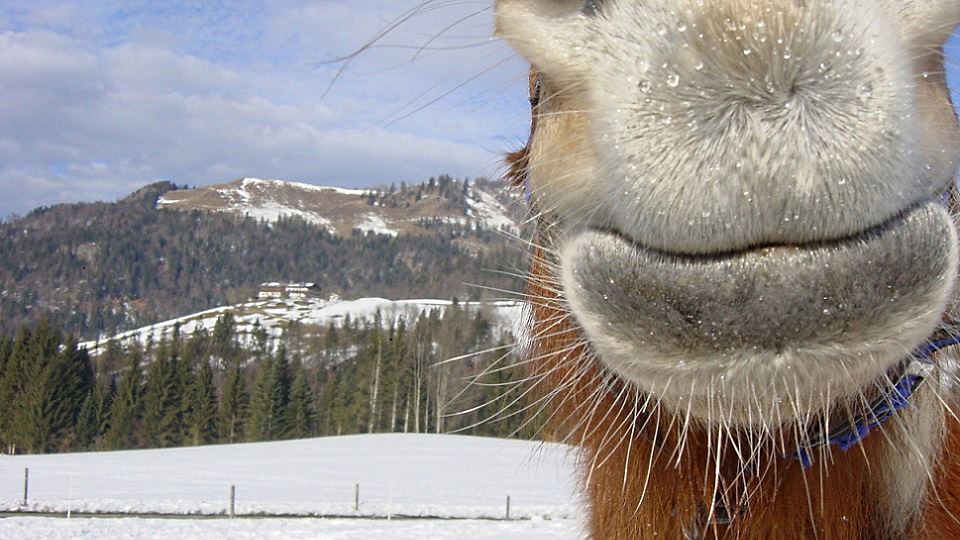 Winterpferd