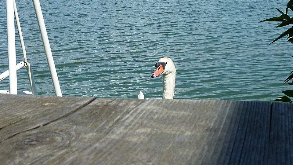 Chiemsee